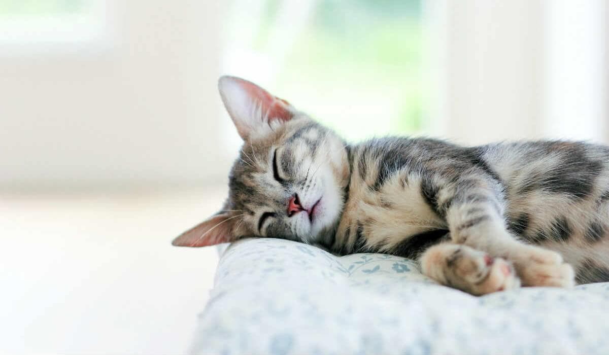 sintomi-gastroenterite-gatto