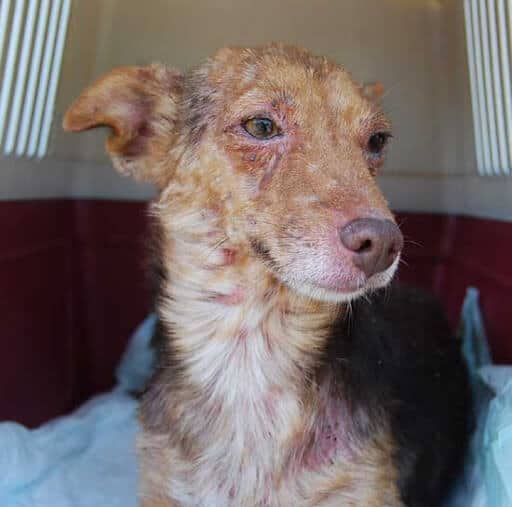 stato-avanzato-leishmaniosi