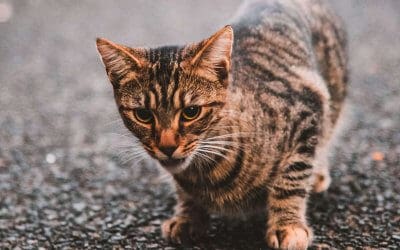Avvelenamento nei gatti: una panoramica generale