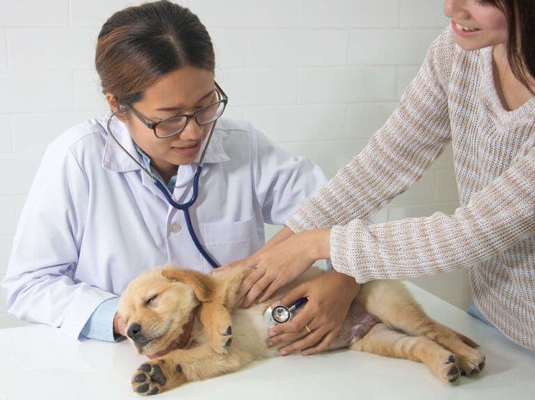 esame-approfonditi-dal-veterinario-doctor-vet