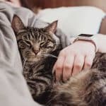 gatto-con-la-diarrea-causa-cura-prevenzione-doctorvet