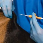 vaccinazione-cane-come-quando-fare-la-vaccinazione-al-cane
