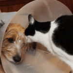 IBD nel cane e nel gatto