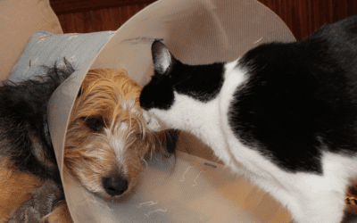 Malattia infiammatoria cronica – IBD nel cane e nel gatto, cause cura e prevenzione