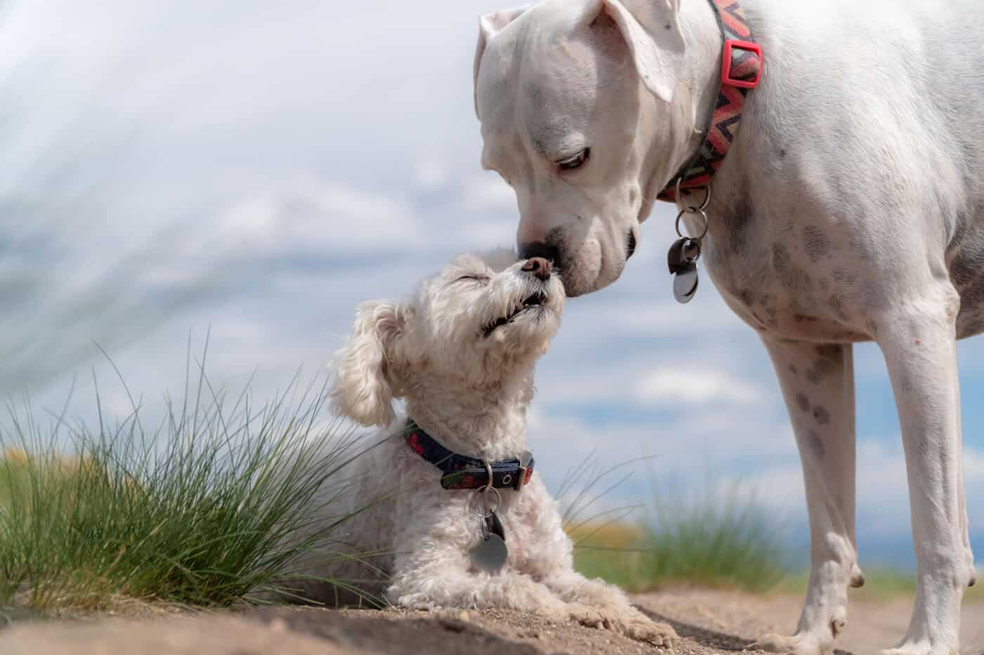 come svezzare i cuccioli di cane