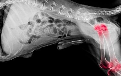 La displasia dell’anca nel cane: cos’è, sintomi, cause e cura