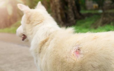 Eczema del cane, tutto quello che devi sapere, cause, sintomi, prevenzione e trattamento