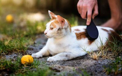 Forfora nel gatto: causa, cura, trattamento e prevenzione