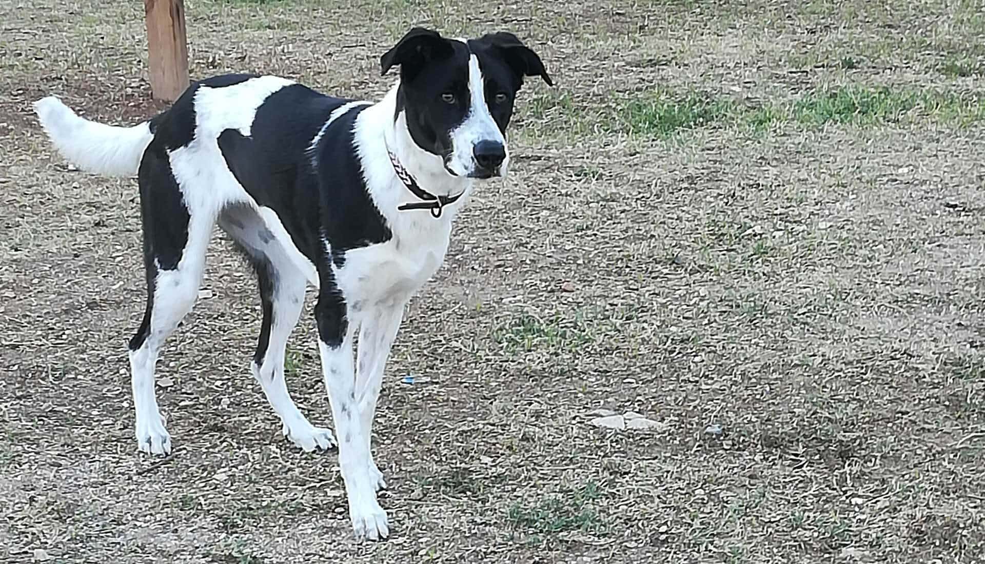 forfora nel cane cause