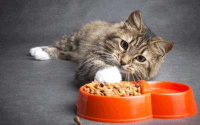 Ipertiroidismo nel gatto: causa, cura e prevenzione