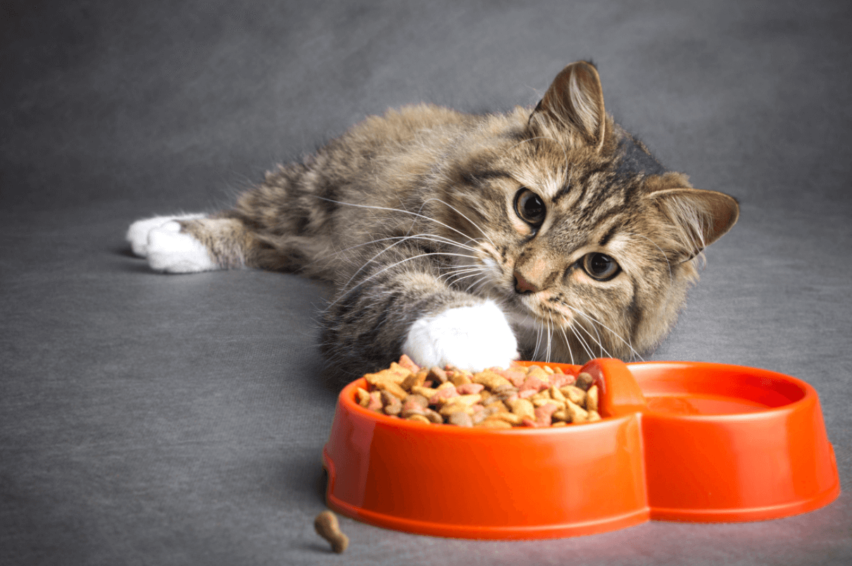 ipertiroidismo nel gatto causa cura e prevenzione