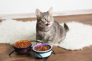 ipertiroidismo nel gatto e alimentazione