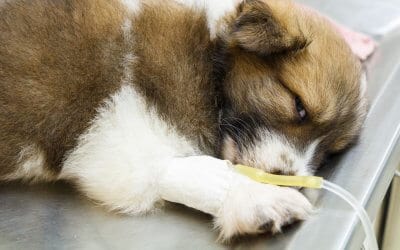 Parvovirus nel cane: causa, cura e prevenzione