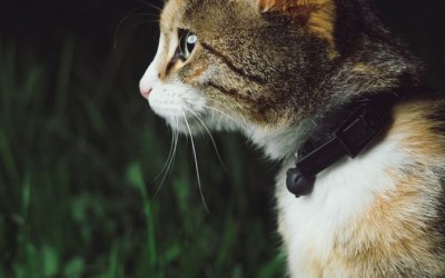 FIP – Peritonite nel gatto: causa, cura e prevenzione