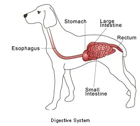 sintomi-IBD-nel-cane