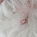 tumore mammella cane