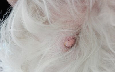 Tumore alla mammella nel cane: sintomi, cause e cura