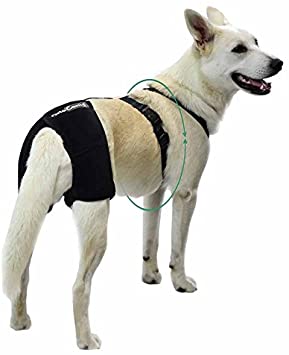 tutore displasia anca cane