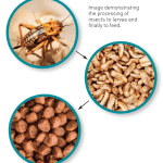 insetti nel pet food - cibo per animali - cani e gatti