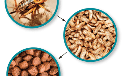 Petfood e sostenibilità: gli insetti sono la soluzione?