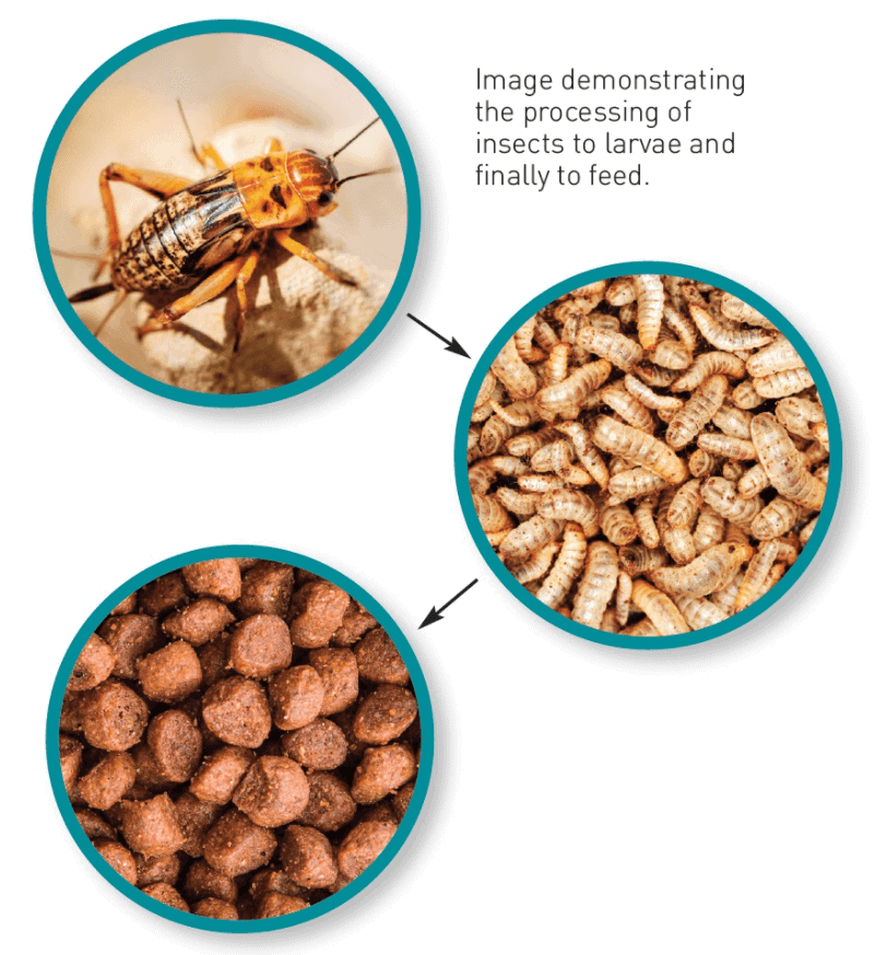 insetti nel pet food - cibo per animali - cani e gatti