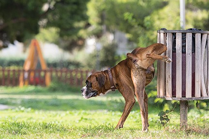 prevenzione e cura della cistite nel cane
