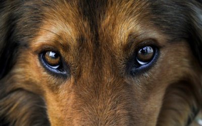 Come vedono i cani: caratteristiche della vista e spettro colori