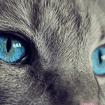come vedono i gatti - spettro colori