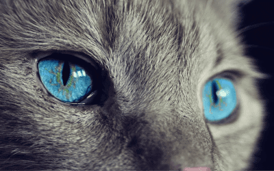 Come vedono i gatti: caratteristiche della vista e spettro colori