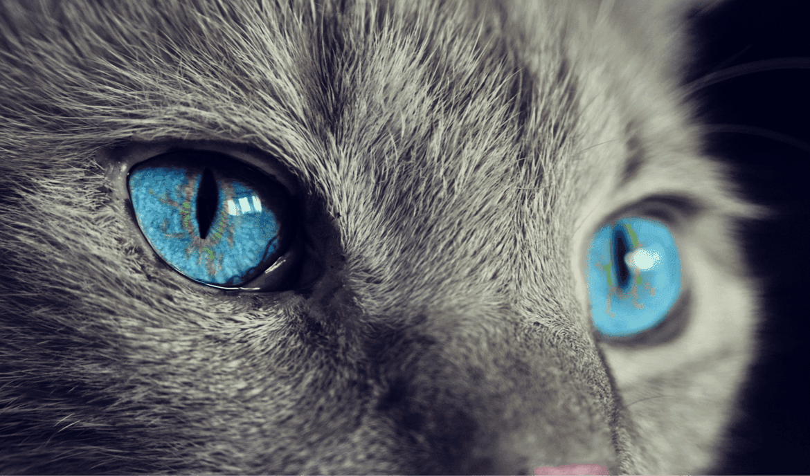 come vedono i gatti - spettro colori