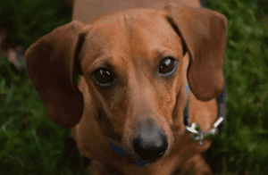 cura e prevenzione morbo di cushing nel cane