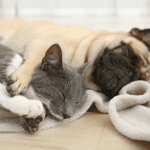 filaria cane e gatto - causa, sintomi e trattamenti filarosi