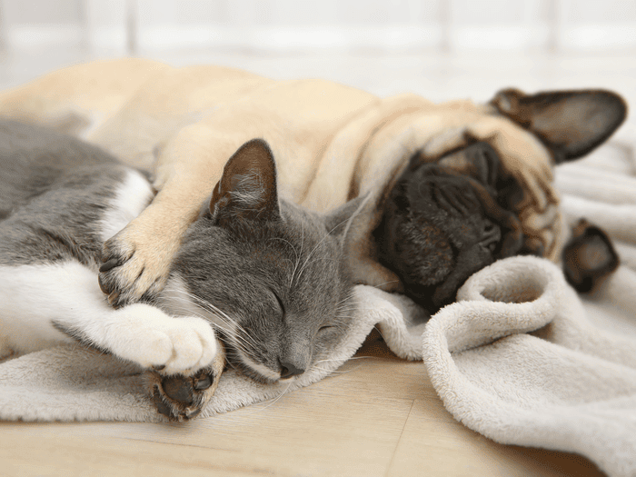 Filaria cane e gatto: sintomi, cause e cure