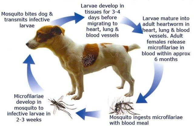 ciclo filaria cane
