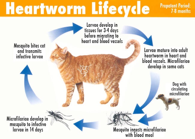 ciclo filaria gatto