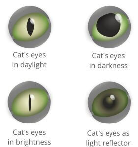 gli occhi del gatto - come vedo al buio, con penobra e con la luce