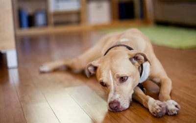 Il morbo di cushing nel cane: causa, cura e prevenzione