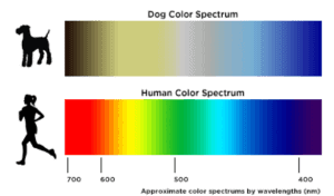 spettro di colori uomo e cane