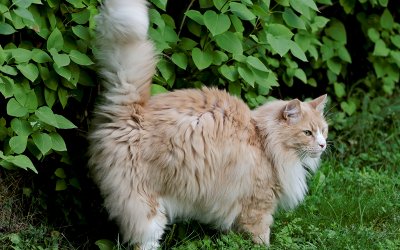 Cistite nel gatto: causa, sintomi, diagnosi, cura e prevenzione