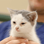 La clamidia nel gatto sintomi contagio e cura