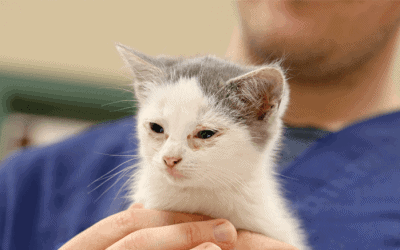 La clamidia nel gatto: contagio, sintomi, cura e prevenzione