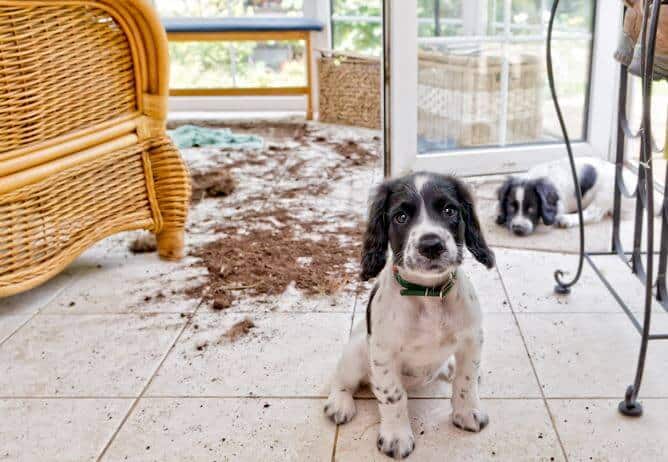 cane cucciolo in casa da solo