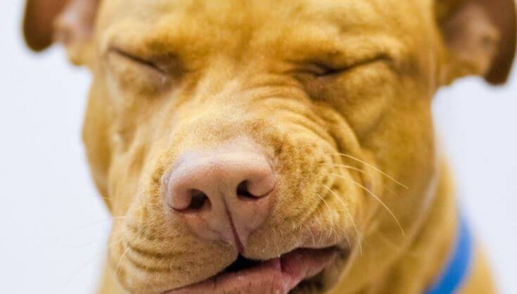 cane starnuto inverso