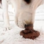 coprofagia canina - cane mangia la cacca