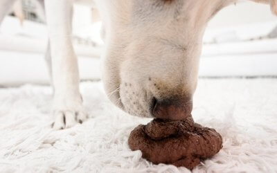 Perché il cane mangia la cacca? Cause e rimedi per la coprofagia canina