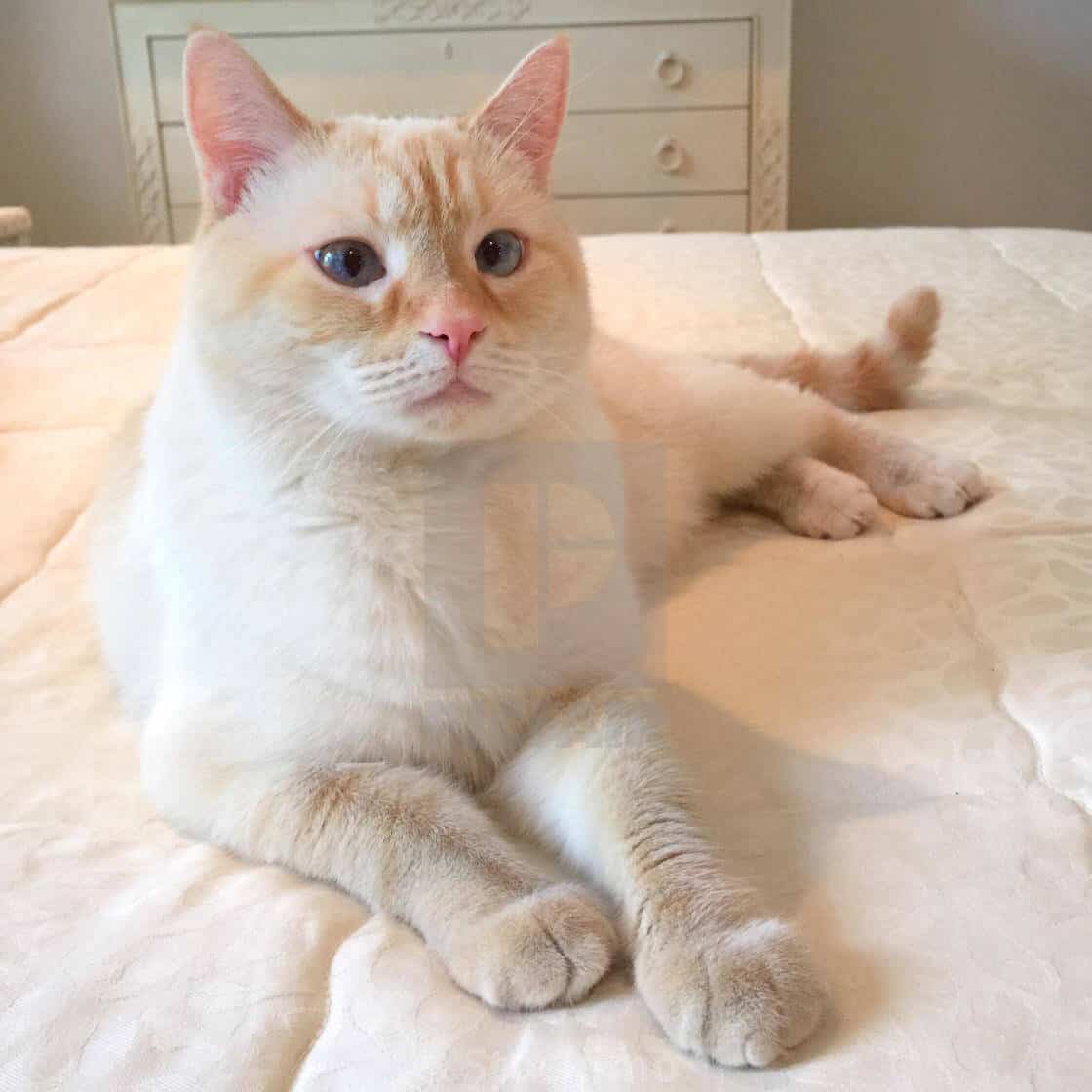 diagnosi cistite nel gatto