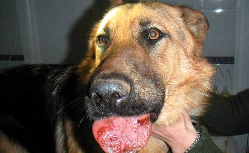 Processionaria e cani: perché è pericolosa e come agire