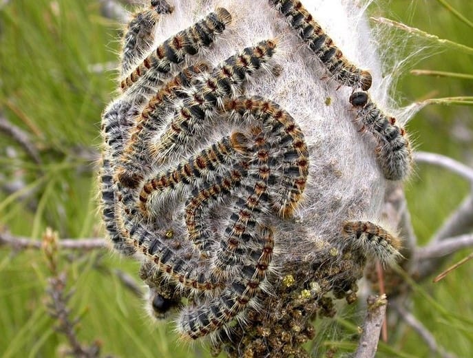 processionaria del cane - pino