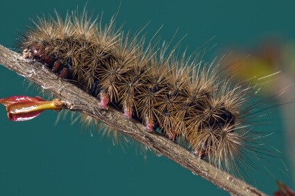 processionaria nel cane cura e prevenzione