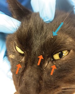 sintomi alopecia nel gatto